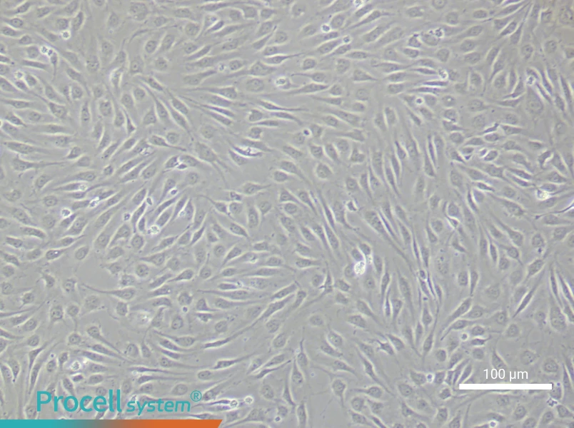 Human Renal Microvascular Endothelial Cell Complete MediumHuman Renal Microvascular Endothelial Cell Complete Medium - 2