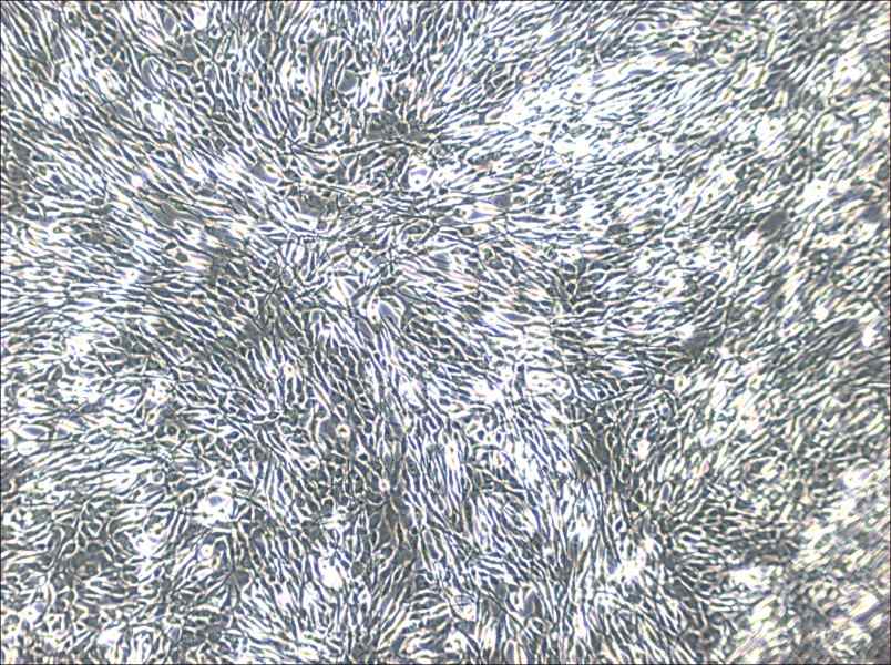 YUMM1.1 Cell Complete Medium-searchlist-1