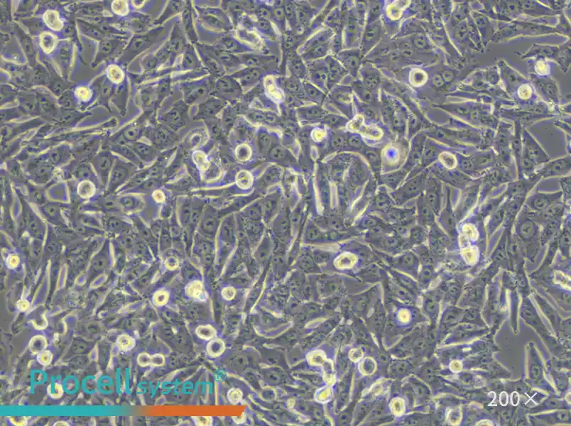 A-375 Cell Complete Medium - 4