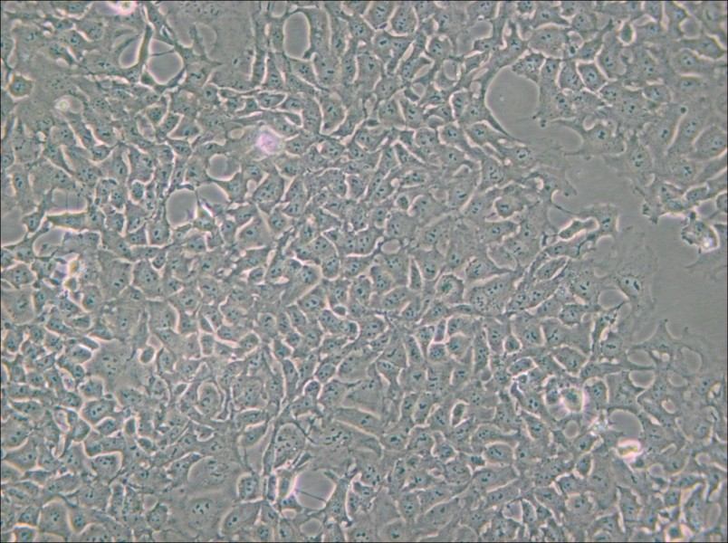 PA-1 Cell Complete Medium - 5