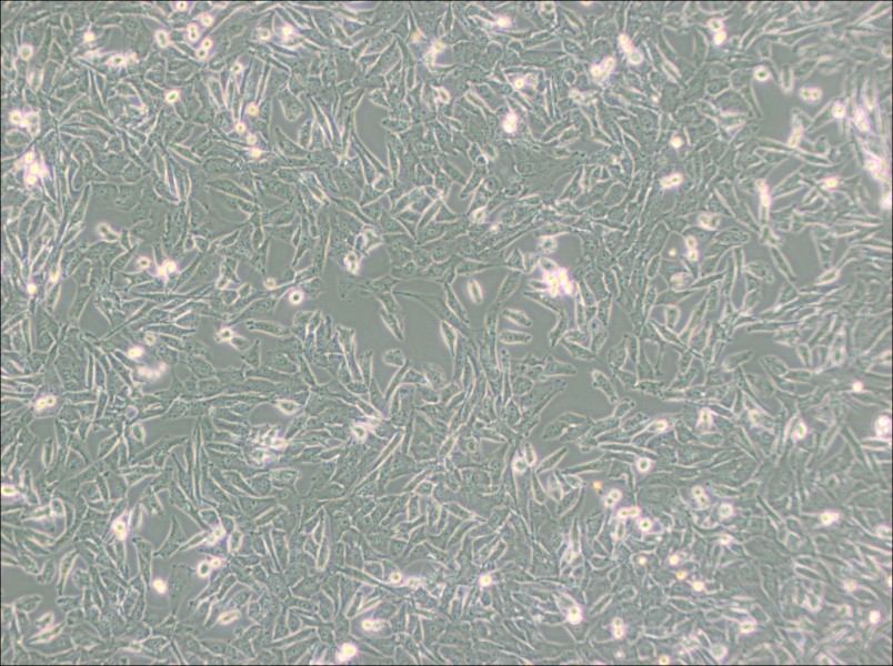 UM-UC-3 Cell Complete Medium - 3