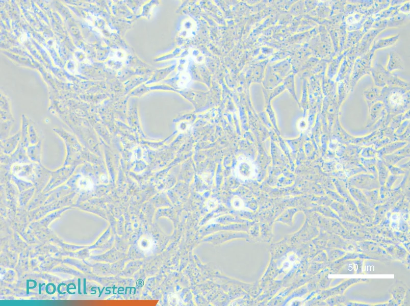 HSC-T6 Cell Complete Medium - small - 4