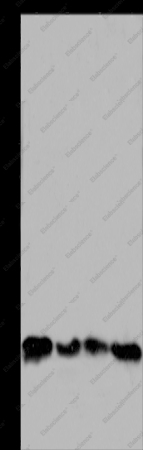 HMGB3 Polyclonal Antibody - 1
