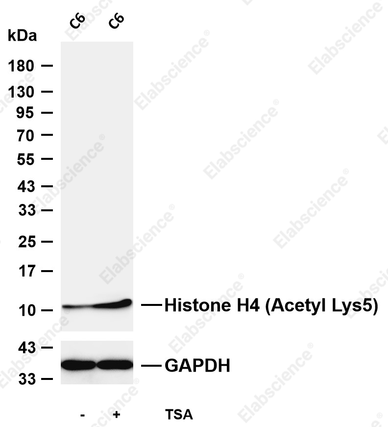 Recombinant Histone H4 (Acetyl Lys5) Monoclonal Antibody - 1