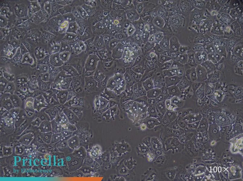 Mouse Hepatic Parenchymal Cell Isolation and Culture Kit - small - 4