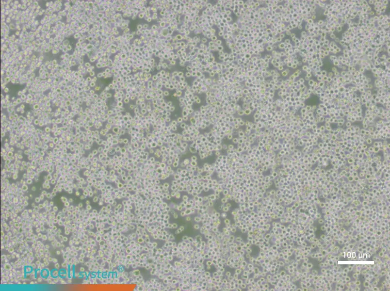 OKT 3 Cell Complete Medium - 2