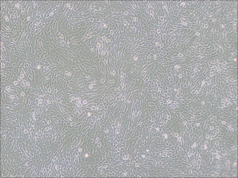 R 1610 Cell Complete Medium-searchlist-1