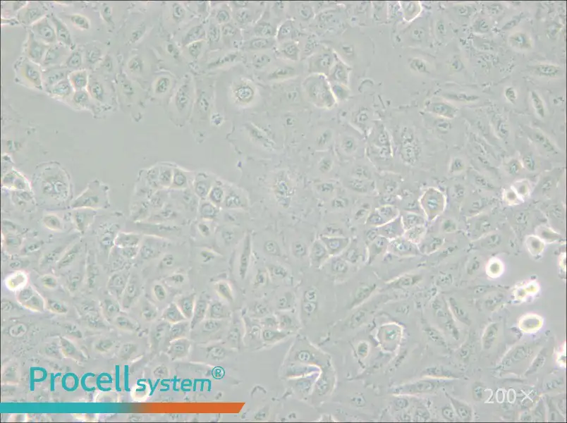 A549 [A-549] Cell Complete Medium - small - 6