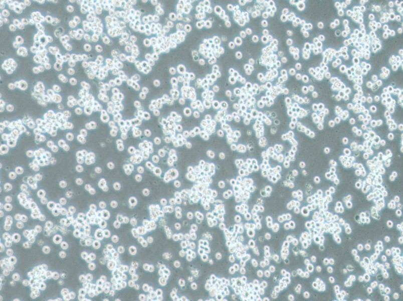 COLO 201 Cell Complete MediumCOLO 201 Cell Complete Medium - 2