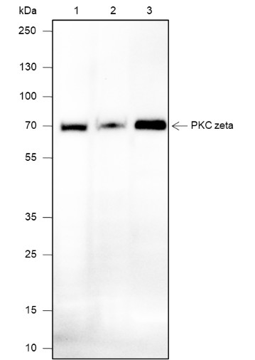 Recombinant PKC zeta Monoclonal Antibody-searchlist-1
