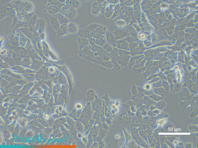 NCI-H358 - 4