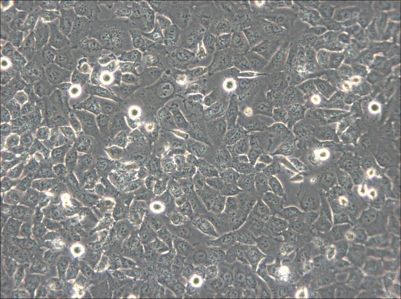 BPH-1 Cell Complete Medium - 6