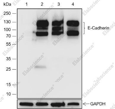 Recombinant E-Cadherin Monoclonal Antibody - 1
