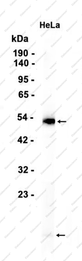 Recombinant TGF beta 1 Monoclonal Antibody - 1