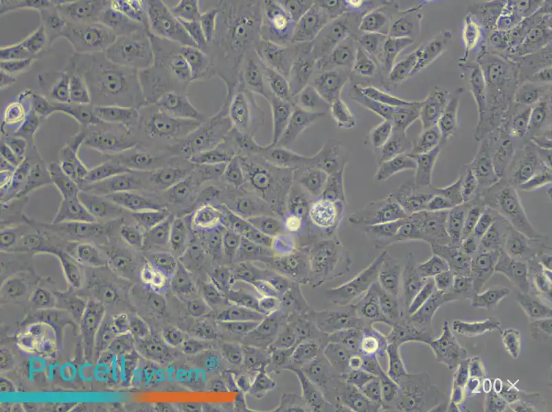Vero Cell Complete Medium - small - 6