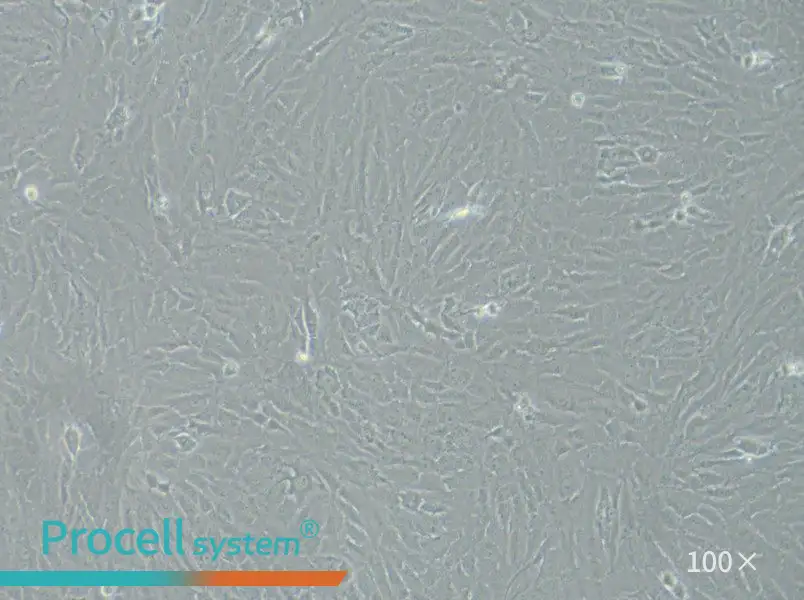 KGN Cell Complete Medium - 1