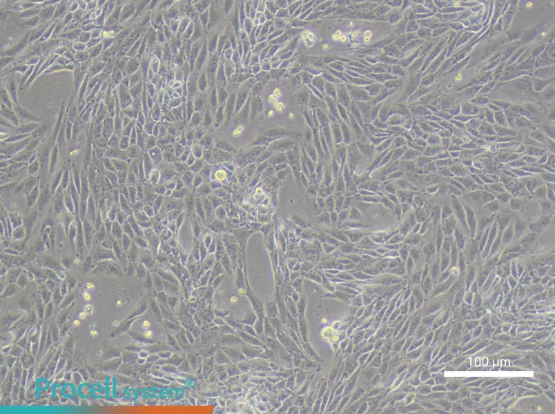 IPAM 3D4/21 Cell Complete MediumIPAM 3D4/21 Cell Complete Medium - 2
