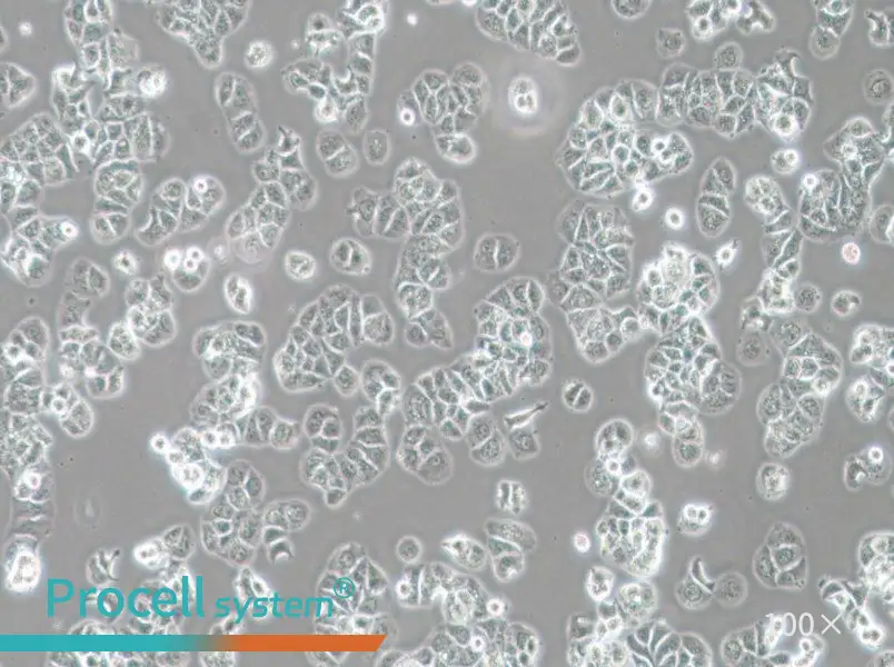 HCC1428 Cell Complete MediumHCC1428 Cell Complete Medium - 3