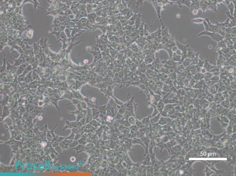 NCCIT - 4