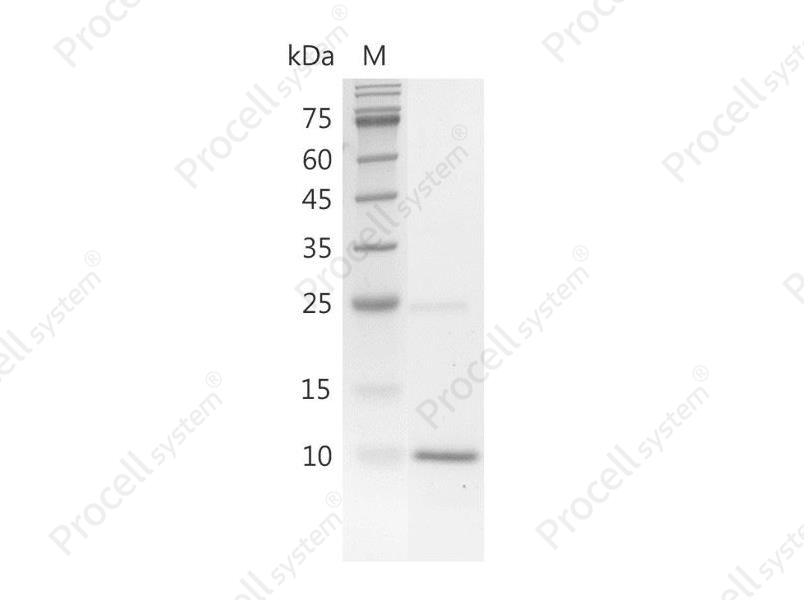 BMP-4/BMP-2B/DVR4, Human, Recombinant