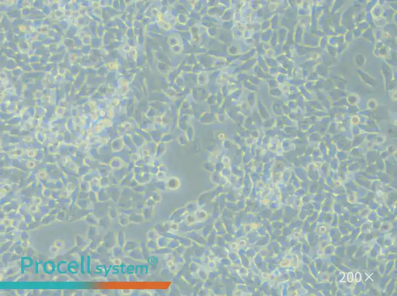 LIM1215 Cell Complete Medium - 6