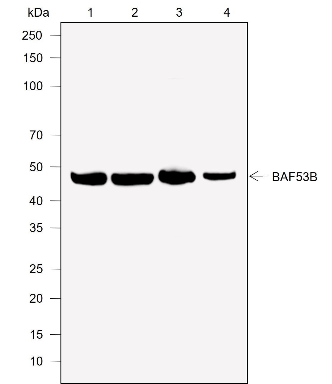 Recombinant BAF53B Monoclonal Antibody-searchlist-1