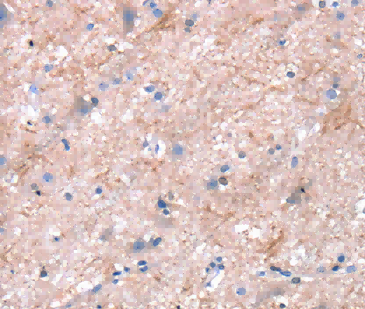 Dap3 Polyclonal Antibody - 2