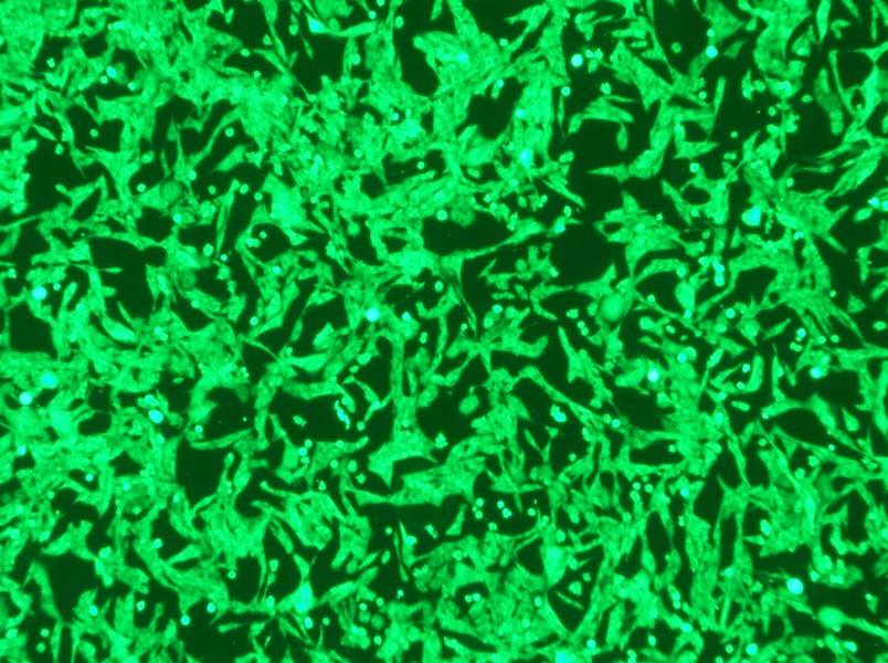 NCI-H446-GFP Cell Complete Medium-searchlist-1
