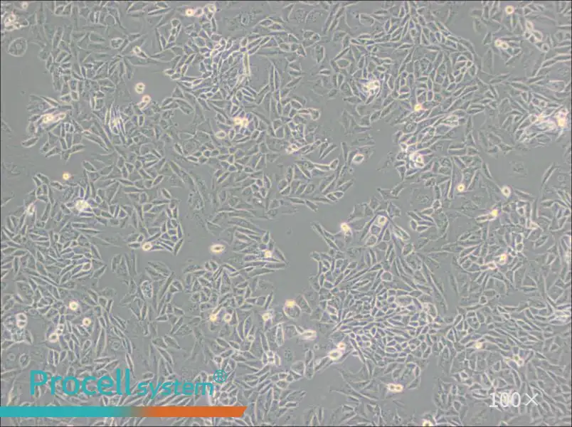CTLA4 Ig-24 Cell Complete Medium - 1