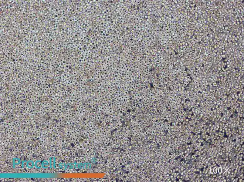 PK136 Cell Complete Medium - 1