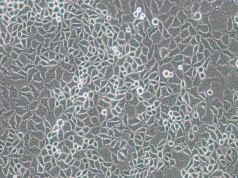 RKO-E6 Cell Complete Medium - small - 6