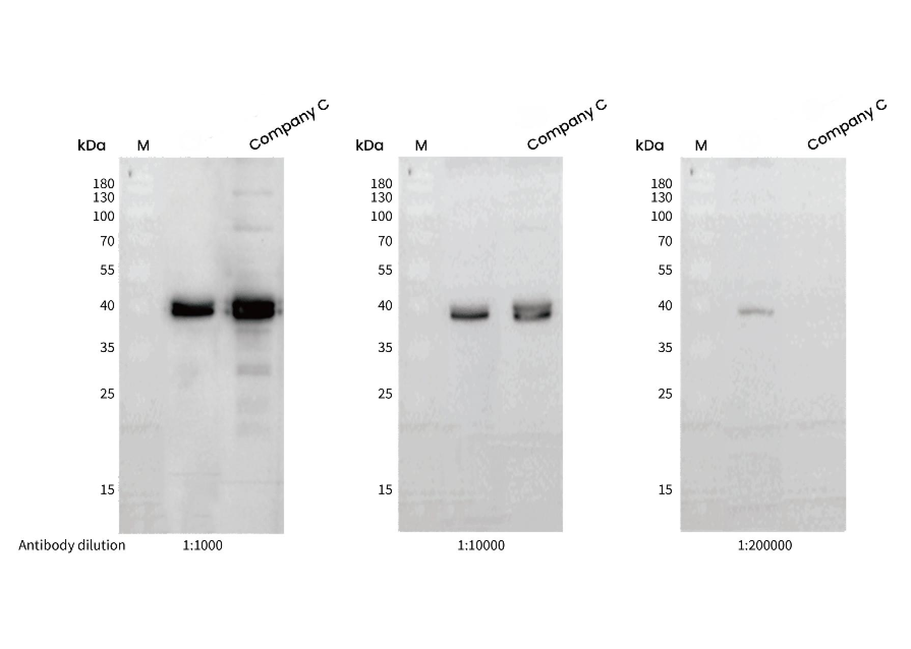 Recombinant Phospho-ERK1/2 (Thr202, Tyr204) Monoclonal Antibody - small - 4