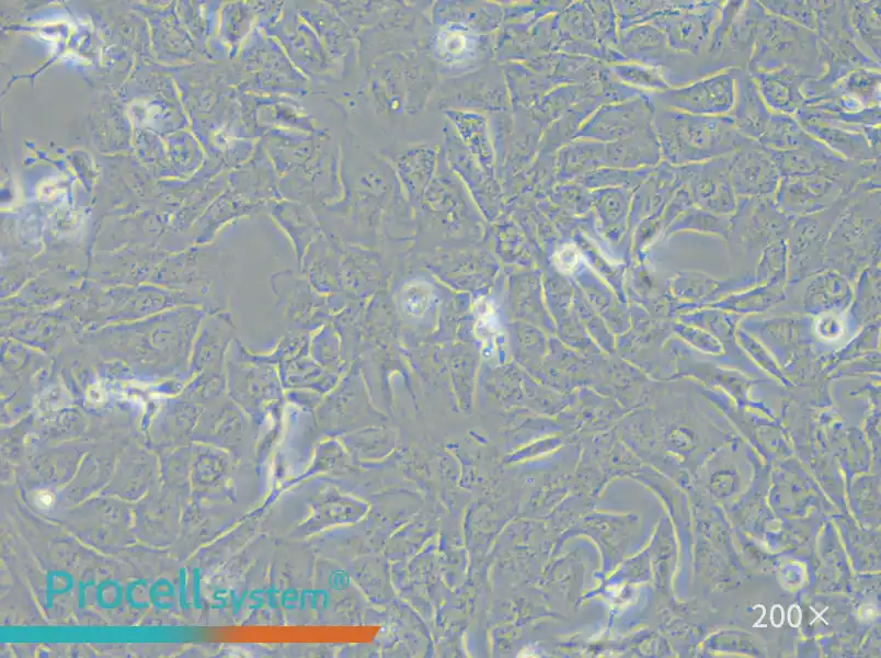 RBE Cell Complete Medium - small - 5