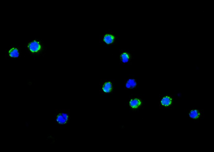 Recombinant CD34 Monoclonal Antibody - small - 5