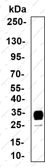 Recombinant Histone H1.2 Monoclonal Antibody - 3