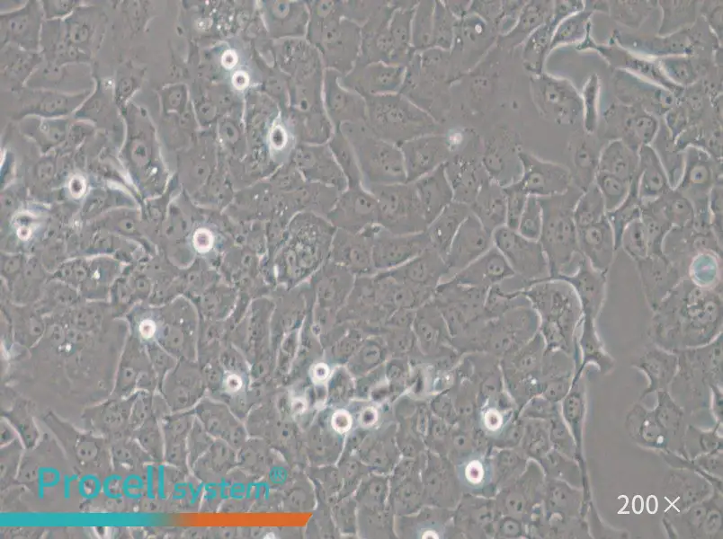 HCC4006 Cell Complete Medium - 4