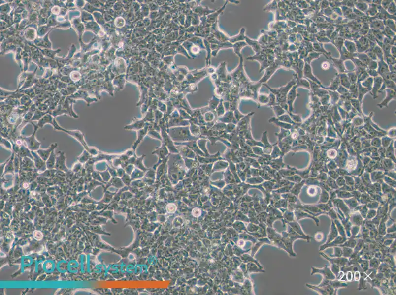 293T [HEK-293T] Cell Complete Medium - small - 5