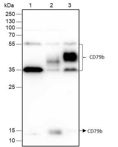 Recombinant CD79b Monoclonal Antibody-searchlist-1