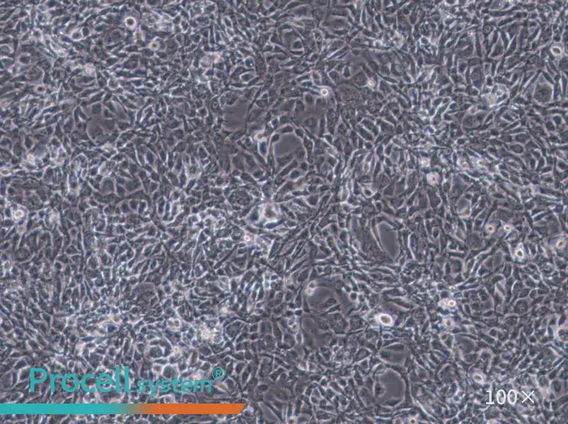 STO Cell Complete Medium - 2