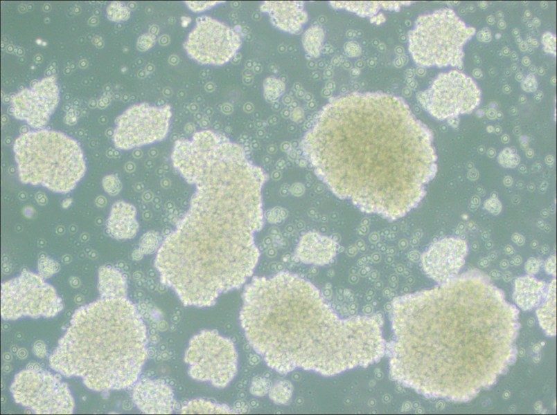 Farage Cell Complete Medium - small - 4