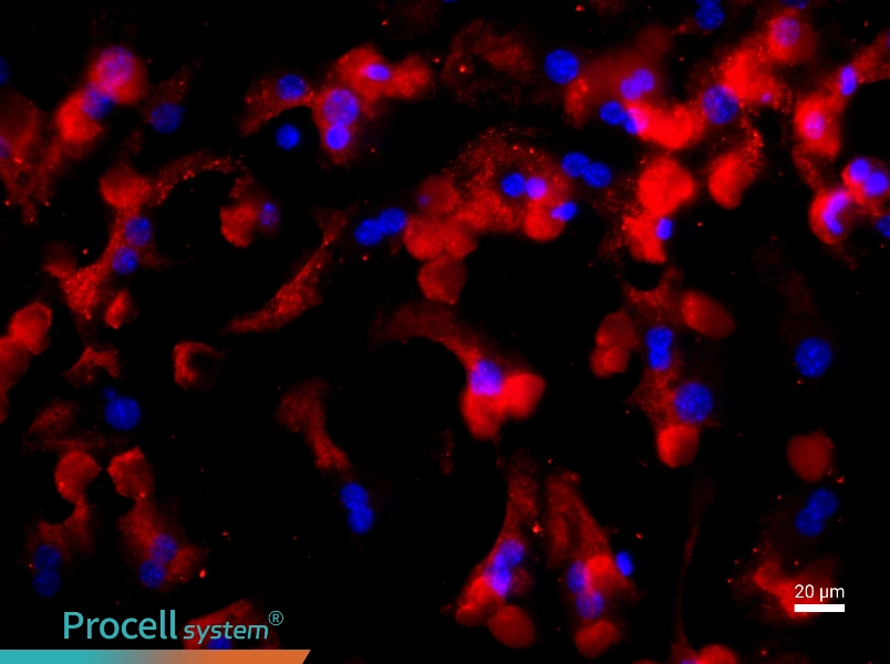 Mouse Hepatic Parenchymal Cell Complete Medium - 2