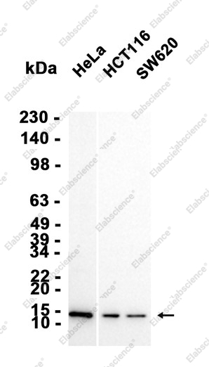 Recombinant Profilin 2/PFN2 Monoclonal Antibody - 2