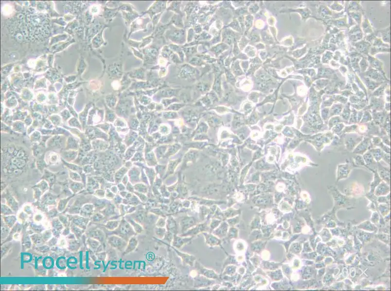 COS-1 Cell Complete Medium - small - 6