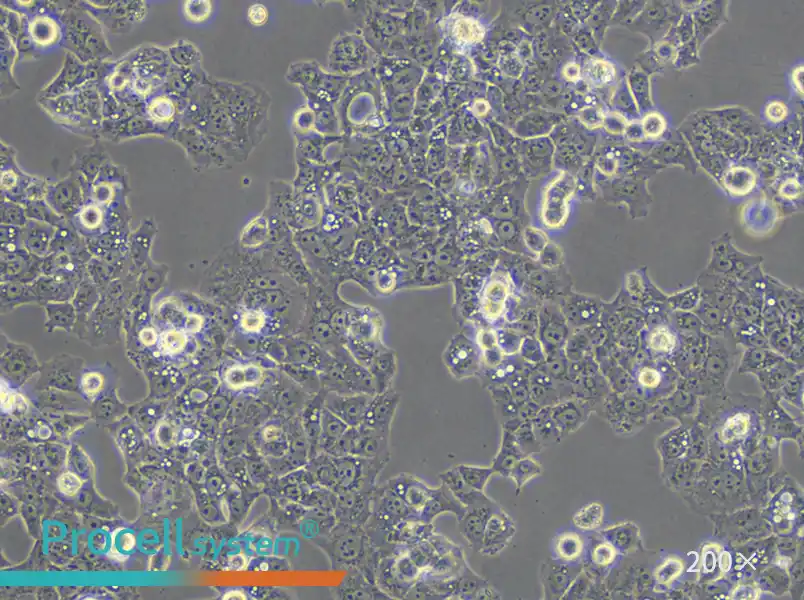MS751 Cell Complete Medium - 6
