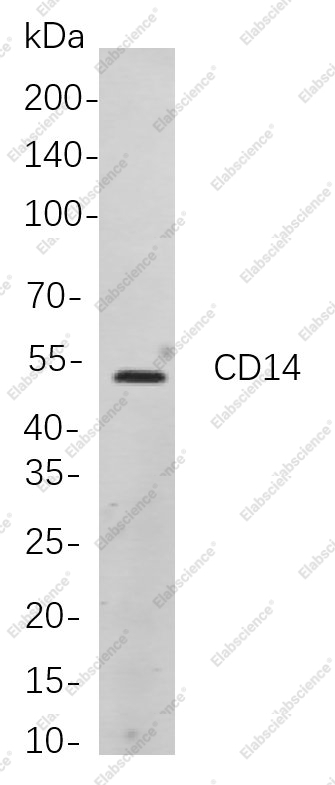 Recombinant CD14 Monoclonal Antibody - 1
