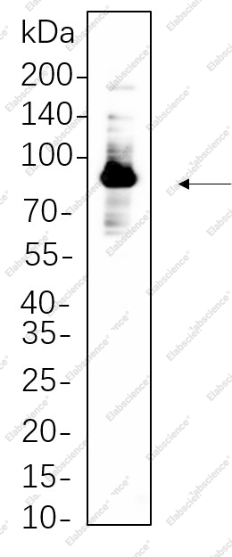 Recombinant Glycogen Synthase Monoclonal Antibody - 1