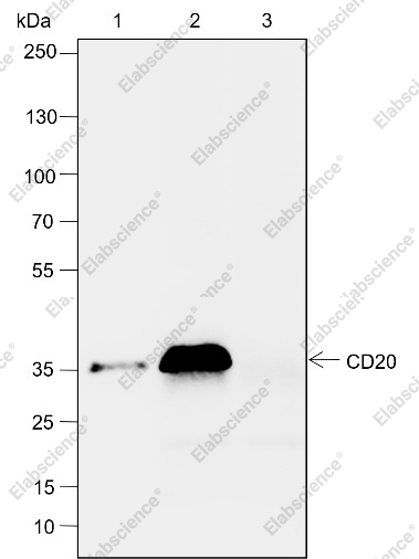 Recombinant CD20 Monoclonal Antibody - 6