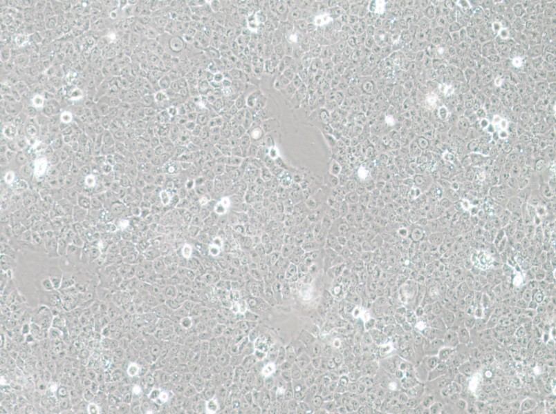 TE-12 Cell Complete Medium - 3