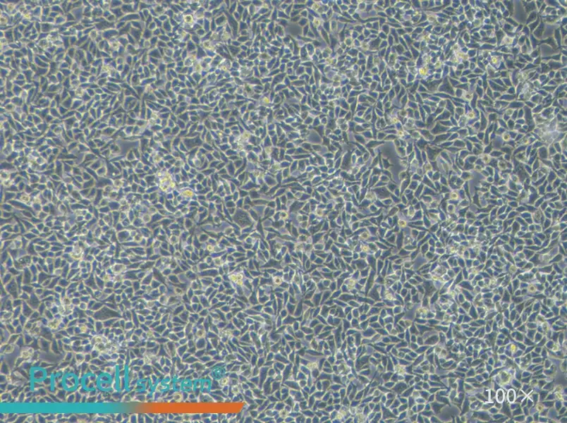 RKO Cell Complete Medium - 3