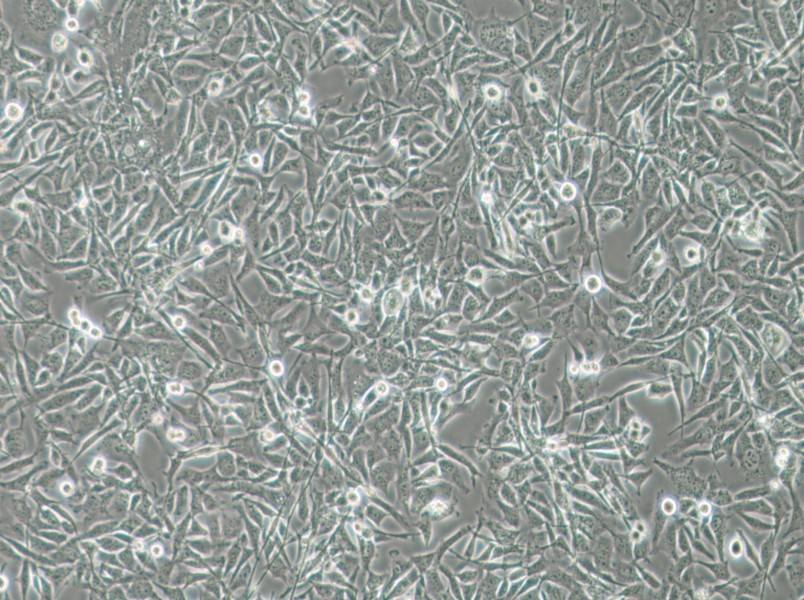 MO3.13 Cell Complete Medium-searchlist-1